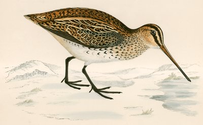 Snipe by Beverley R. Morris